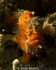 Frogfish by Emily Weston 